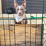 Aïko a rejoint le concours — aidez-le/la à gagner de superbes lots ! dog, gate, wood, metal, ears, paws, face, animal, pet, outdoor, curious, brown, white, shutter, concrete, fence, looking, portrait, daylight, domestic