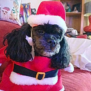 Baby Bear is registered to the contest to win money with this photo: animal, black_dog, christmas_costume, couch, cute, decor, dog, ears, face, festive, fur, furniture, holiday, indoor, living_room, pet, pillow, red, santa_claus_outfit, small_dog