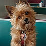 dog, small_dog, fluffy, brown_fur, pet, collar, tags, table, booth, diner, indoor, curious, cute, friendly, animal, paw, face, ears, furry, looking