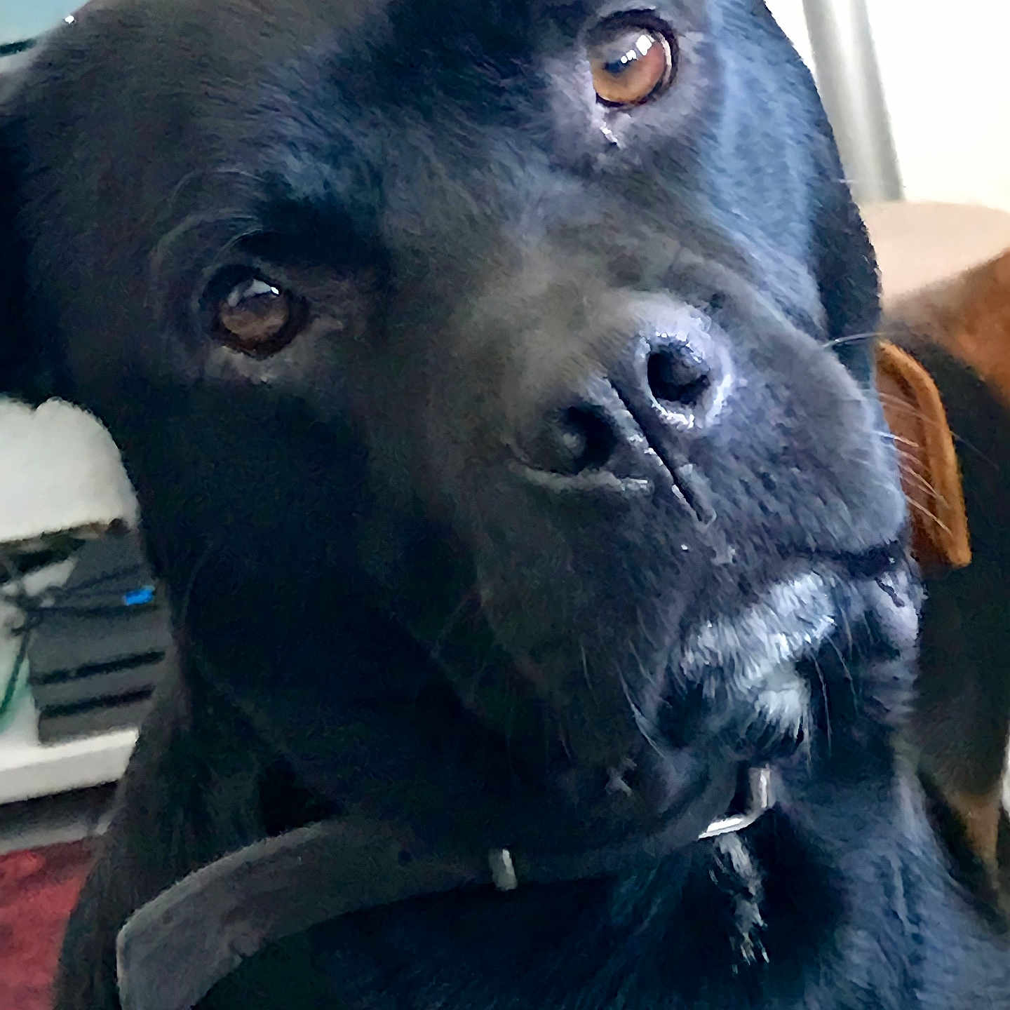 Ankha participe au concours pour gagner de l'argent avec cette photo : animal, background, black_dog, brown_eyes, canine, close_up, collar, companion, curious, dog, domestic_animal, fur, furniture, head_tilt, household, indoor, looking_up, muzzle, pet, portrait