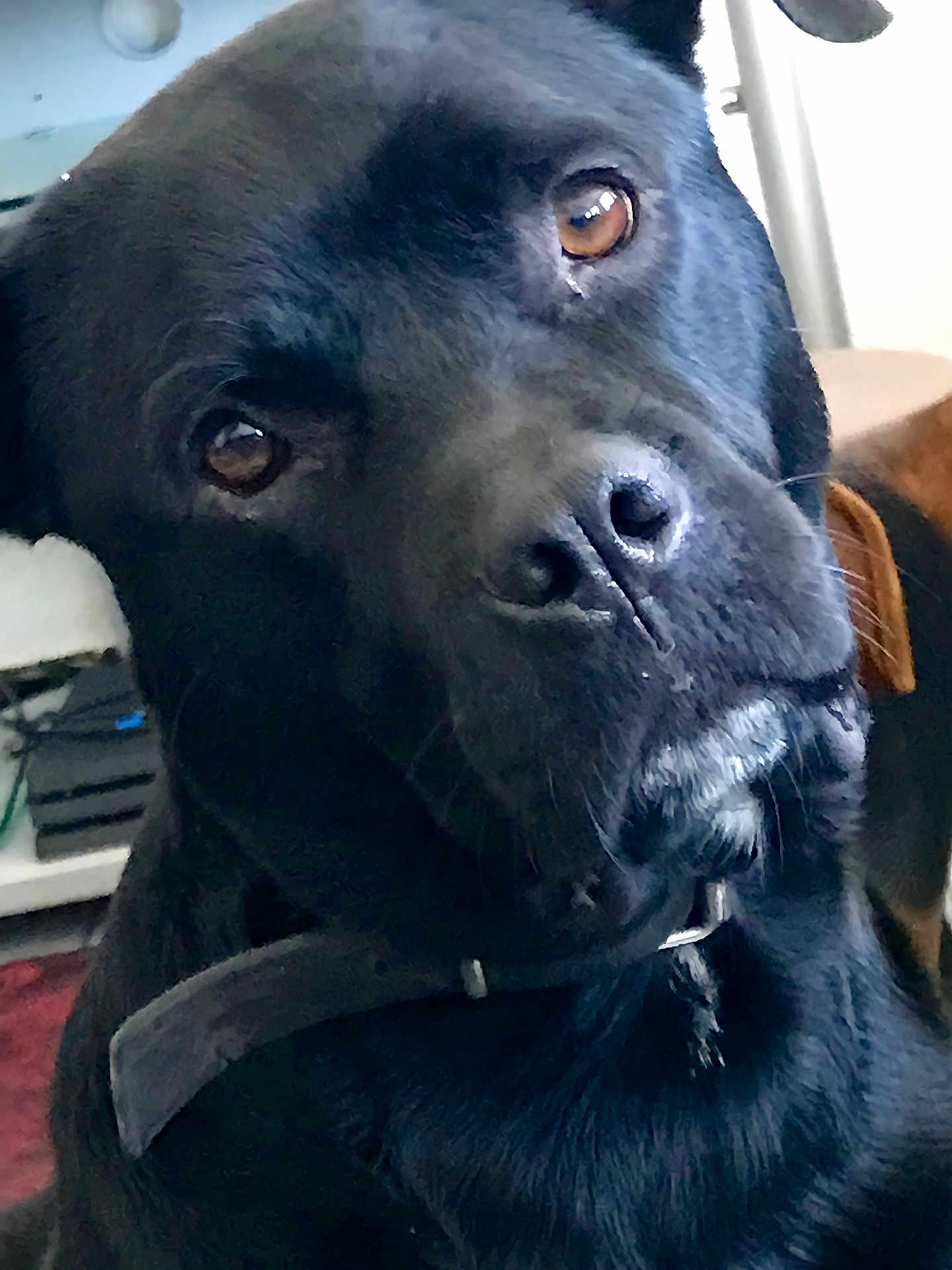 Ankha participe au concours pour gagner de l'argent avec cette photo : dog, black_dog, close_up, pet, animal, indoor, brown_eyes, collar, curious, canine, head_tilt, fur, domestic_animal, muzzle, portrait, looking_up, household, furniture, background, companion