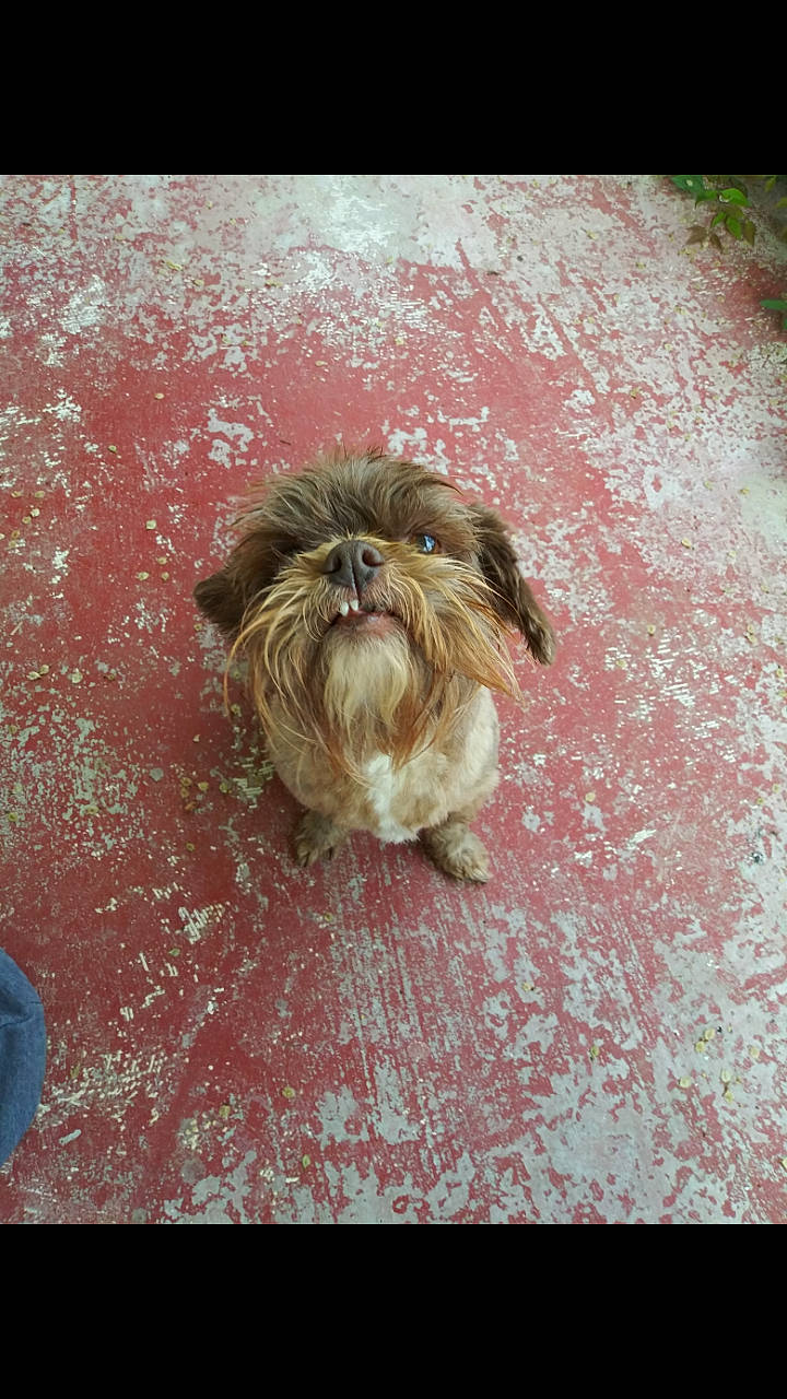 Chewy joined the competition — help win amazing prizes! canidae, carnivore, chinese_imperial_dog, dog, fawn, pekingese, shih_tzu, toy_dog