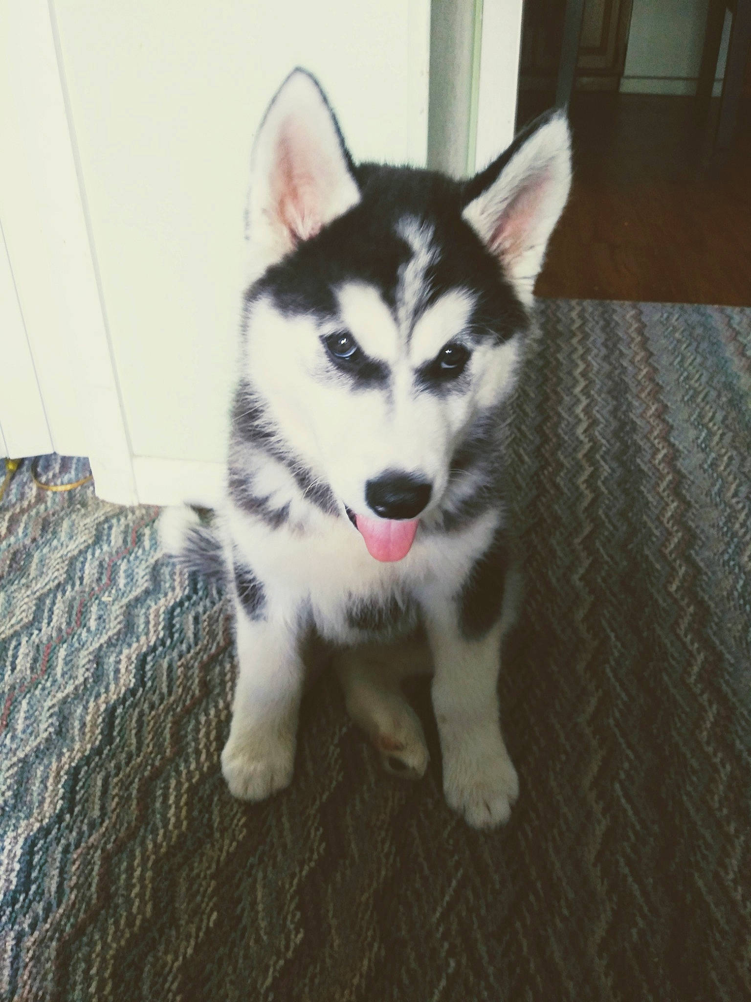 Luke joined the competition — help win amazing prizes! alaskan_klee_kai, alaskan_malamute, canadian_eskimo_dog, canidae, carnivore, dog, dog_breed, mammal, miniature_siberian_husky, native_american_indian_dog, northern_inuit_dog, puppy, saarloos_wolfdog, sakhalin_husky, seppala_siberian_sleddog, siberian_husky, sled_dog, tamaskan_dog, vertebrate, wolfdog