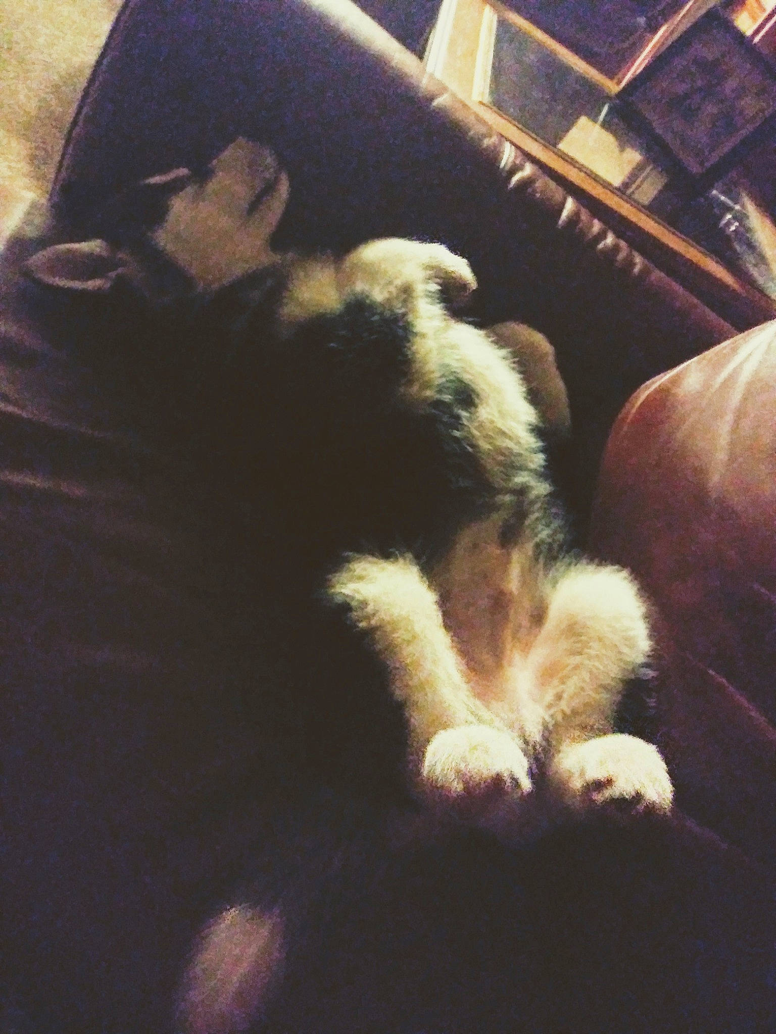 Luke is registered to the contest to win money with this photo: australian_shepherd, canidae, carnivore, cat, cloud, ear, felidae, fur, kitten, paw, puppy, sky, small_to_medium_sized_cats, tail, whiskers