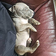 Loki is registered to the contest to win money with this photo: dog, puppy, sleeping_puppy, sleeping, couch, leather_couch, paw, paws, belly, naptime, pet, indoor, cute, adorable, relaxed, snout, whiskers, claws, tiny_paws, black_cloth