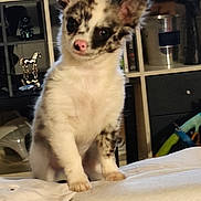 Capone a rejoint le concours — aidez-le/la à gagner de superbes lots ! puppy, dog, pet, indoor, couch, living_room, curious, small_dog, white_fur, spotted_fur, ears_up, pink_nose, sitting, cute, animal, domestic_animal, furniture, shelf, decor, household