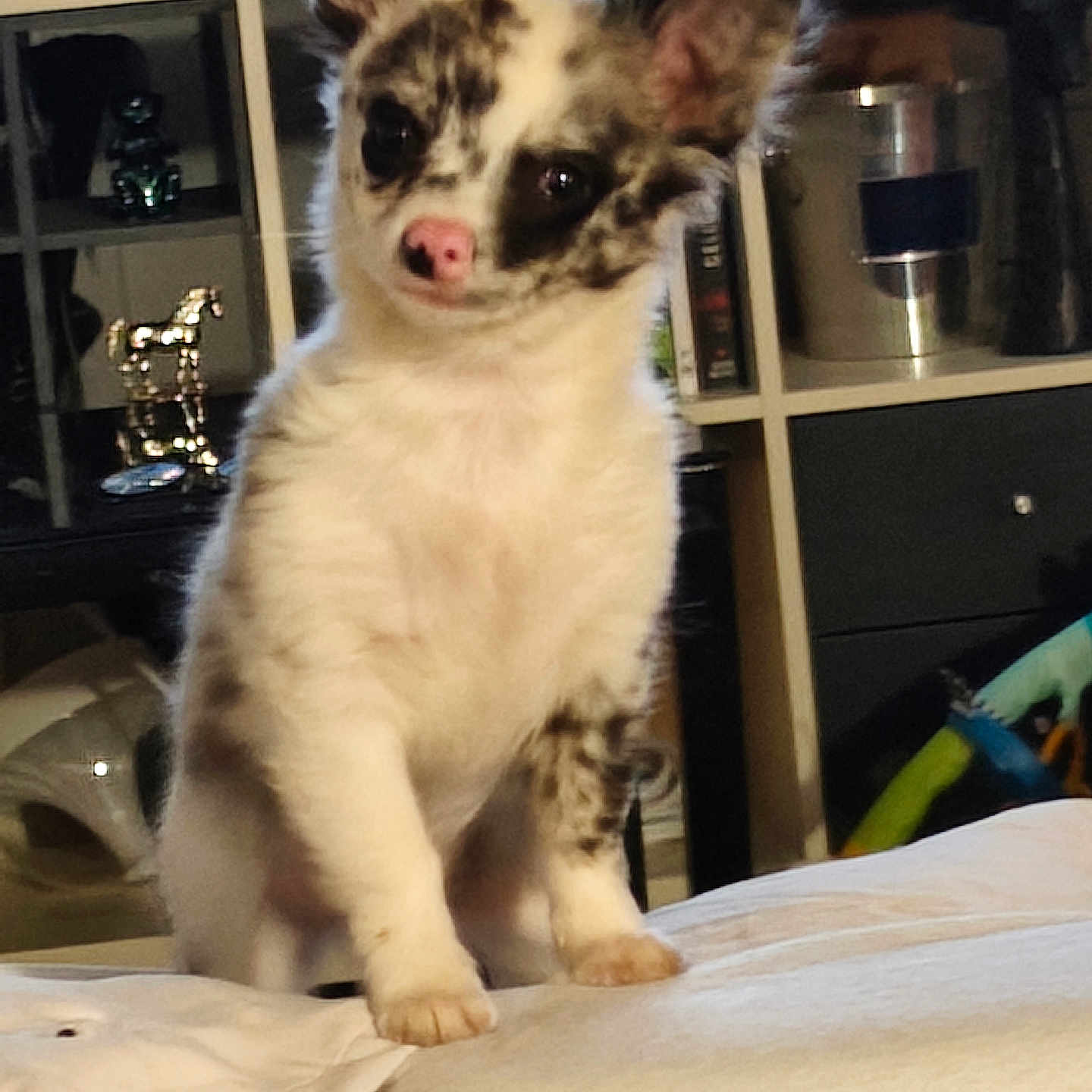 Capone a rejoint le concours — aidez-le/la à gagner de superbes lots ! puppy, dog, pet, indoor, couch, living_room, curious, small_dog, white_fur, spotted_fur, ears_up, pink_nose, sitting, cute, animal, domestic_animal, furniture, shelf, decor, household