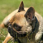 Nana participe au concours pour gagner de l'argent avec cette photo : dog, french_bulldog, pet, animal, outdoors, grass, nature, portrait, close_up, sitting, short_snout, wrinkles, large_ears, black_mask, tan_coat, fawn_coat, alert, serious_expression, sunlight, green_background