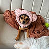 animal, bear_ears, blanket, brown_blanket, companion, couch, cozy, cute, dog, domestic, ear, face, fur, indoor, looking_at_camera, pet, pink_bonnet, puppy, small_dog, white_dog