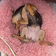 Bella a rejoint le concours — aidez-le/la à gagner de superbes lots ! animal, bed, canine, comfort, cozy, curl_up, cute, cute_pet, dog, fluffy, fur, home, indoor, paw, pet, pink, relaxed, resting, sleeping, small_dog
