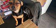 Bella participe au concours pour gagner de l'argent avec cette photo : animal, bag, canine, clothing, coat, desk, dog, face, furniture, hardwood, head, hound, indoors, interiordesign, pet, plywood, puppy, stainedwood, table, wood