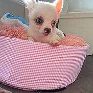 Bebeto a rejoint le concours — aidez-le/la à gagner de superbes lots ! puppy, dog, small_dog, white_dog, pet_bed, pink_bed, blanket, indoor, cute, tongue_out, fluffy, animal, domestic_animal, fur, ears, eyes, paw, resting, cozy, home