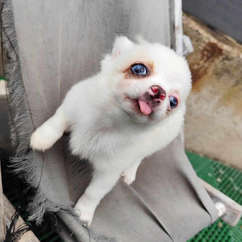 Bebeto a rejoint le concours — aidez-le/la à gagner de superbes lots ! animal, background, blue_eyes, chair, cute, dog, fabric, fur, green_floor, nose, outdoor, pet, playful, puppy, resting, small_dog, tongue_out, white_fur, wood, worn_out