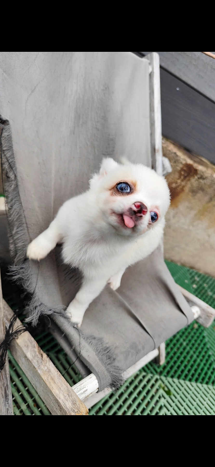 Bebeto a rejoint le concours — aidez-le/la à gagner de superbes lots ! puppy, dog, white_fur, blue_eyes, tongue_out, chair, fabric, worn_out, outdoor, playful, pet, cute, small_dog, animal, nose, fur, resting, green_floor, wood, background