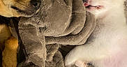 Bebeto a rejoint le concours — aidez-le/la à gagner de superbes lots ! animal, blanket, brown, comfort, companion, cozy, cute, cute_expression, dog, fur, indoor, paw, pet, relaxing, resting, sleeping, small_dog, snuggling, tongue_out, white