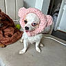 animal, blanket, brown_blanket, couch, cozy, cute, dog, door, fluffy_hat, funny_hat, furniture, household, indoor, peeking_dog, pet, pink_hat, small_dog, tennis_ball, tongue_out, white_dog