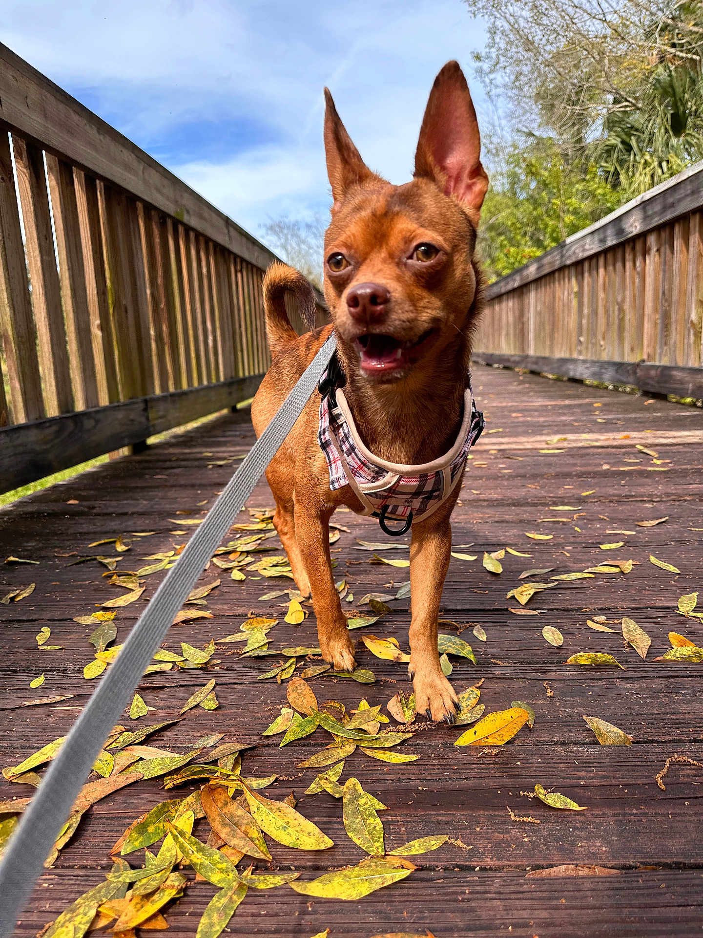 Pogo