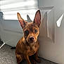adorable, animal, brown_dog, carpet, closeup, companion, curious, cute, dog, domestic_animal, door, ears, indoor, looking, natural_light, pet, puppy, shadow, sitting, young_dog
