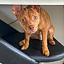 Pogo joined the competition — help win amazing prizes! black_chair, brown_dog, chair, curious, dog, ears, expression, floor, fur, home, indoor, looking_up, nose, office_chair, paw, pet, puppy, sitting, small_dog, wide_eyes