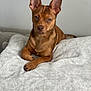 Pogo is registered to the contest to win money with this photo: animal, blanket, brown_dog, canine, companion, cozy, cute, dog, ears, fur, fur_texture, household, indoor, looking_at_camera, paw, pet, portrait, relaxed, resting, soft_texture