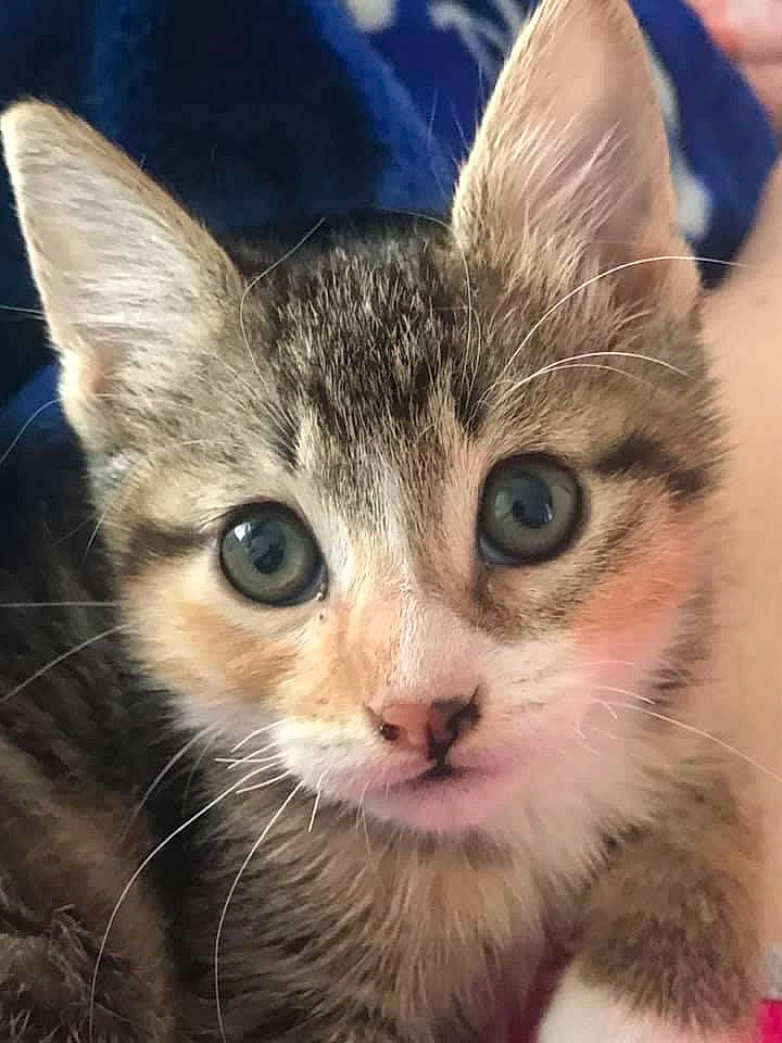 Gypsie is registered to the contest to win money with this photo: carnivore, cat, claw, domestic_short_haired_cat, ear, eye, fawn, felidae, fur, iris, paw, small_to_medium_sized_cats, snout, terrestrial_animal, whiskers, wildlife, window