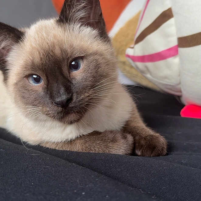 Milo is registered to the contest to win money with this photo: animal, black_surface, blue_eyes, cat, close_up, cozy, cute, domestic_cat, feline, fur, indoor, pet, pillow, portrait, relaxed, resting, siamese_cat, soft, striped, whiskers