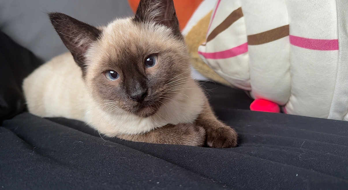 Milo is registered to the contest to win money with this photo: cat, siamese_cat, blue_eyes, pet, feline, animal, indoor, resting, close_up, cute, whiskers, fur, pillow, striped, soft, cozy, black_surface, relaxed, portrait, domestic_cat