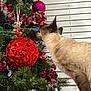 Milo is registered to the contest to win money with this photo: cat, siamese_cat, christmas_tree, ornament, red_ornament, purple_ornament, green_tree, holiday_decor, tinsel, indoor, pet, curious, window_blinds, festive, animal, feline, light_bulb, decorations, close_up, holiday