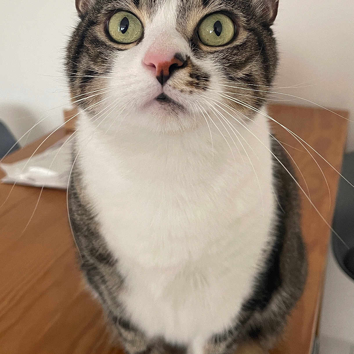 Samba participe au concours pour gagner de l'argent avec cette photo : animal, attention, background_blur, cat, close_up, curious, cute, domestic_cat, feline, fur, green_eyes, indoor, pet, pink_nose, portrait, sitting, tabby, whiskers, white_paws, wooden_table