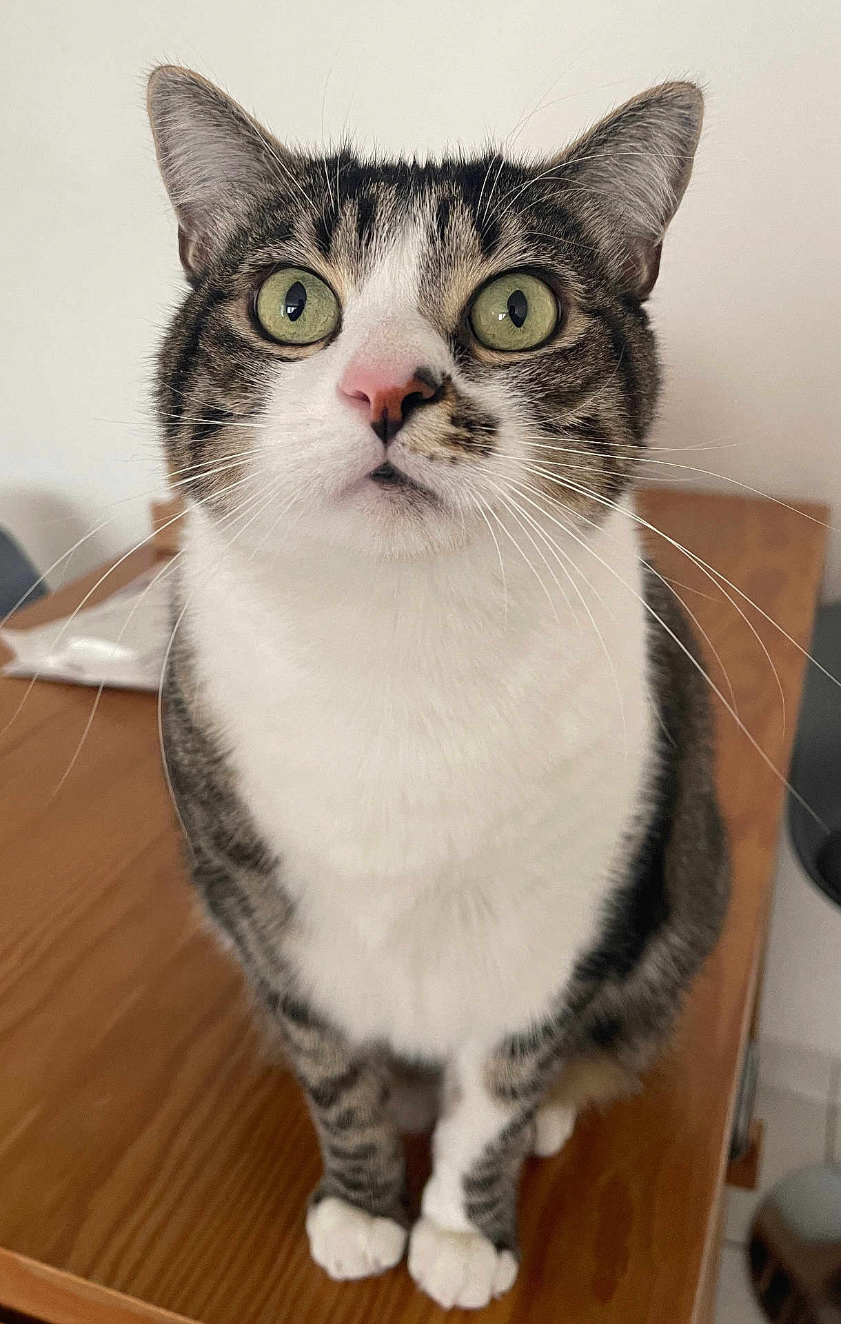Samba participe au concours pour gagner de l'argent avec cette photo : animal, attention, background_blur, cat, close_up, curious, cute, domestic_cat, feline, fur, green_eyes, indoor, pet, pink_nose, portrait, sitting, tabby, whiskers, white_paws, wooden_table
