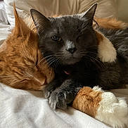 Eddie is registered to the contest to win money with this photo: cats, cat, feline, orange_cat, gray_cat, sleeping, cuddling, cozy, bed, bedding, indoors, pet, fur, whiskers, ears, paws, relaxed, closeup, portrait, cute