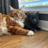 Eddie joined the competition — help win amazing prizes! cat, cats, orange_cat, black_cat, fluffy, longhaired, maine_coon, whiskers, ears, green_eyes, yellow_eyes, animal_portrait, pet, indoor, wooden_floor, window, curtain, lounging, sitting, cozy