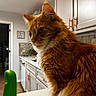 Eddie is registered to the contest to win money with this photo: cat, orange_cat, fluffy, long_hair, ginger, whiskers, feline, pet, animal, portrait, close_up, indoor, kitchen, countertop, cabinet, chair, green, fur, side_profile, home