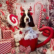 Ross a rejoint le concours — aidez-le/la à gagner de superbes lots ! dog, reindeer_antlers, red_cup, cotton_fluff, candy_cane, christmas_decorations, wrapped_gifts, holiday_theme, festive, red_and_white, lollipop, bow, ornament, background, snowflake, christmas_tree, indoor, cute, pet, decor