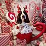dog, reindeer_antlers, red_cup, cotton_fluff, candy_cane, christmas_decorations, wrapped_gifts, holiday_theme, festive, red_and_white, lollipop, bow, ornament, background, snowflake, christmas_tree, indoor, cute, pet, decor