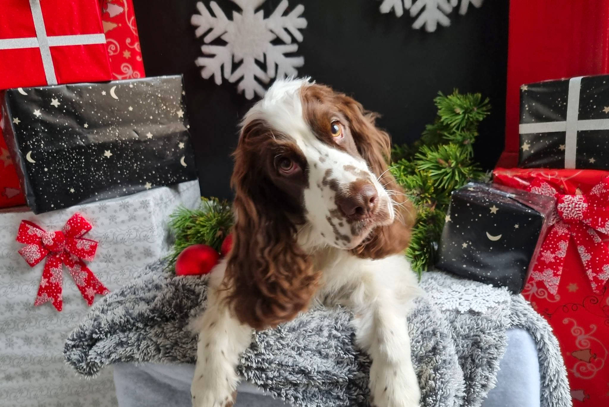 Ross participe au concours pour gagner de l'argent avec cette photo : canidae, carmine, carnivore, cocker_spaniel, companion_dog, dog, dog_breed, dog_collar, english_setter, event, fur, gun_dog, liver, pattern, pointing_breed, snout, spaniel, sporting_group, winter, working_animal