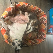 Jekko participe au concours pour gagner de l'argent avec cette photo : canidae, carnivore, companion_dog, dog, dog_bed, dog_breed, dog_clothes, dog_supply, fawn, felidae, fur, guard_dog, paw, personal_protective_equipment, snout, sporting_group, tail, toy_dog, whiskers, working_animal