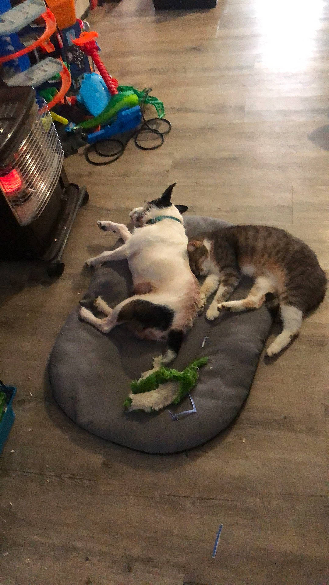 Jekko participe au concours pour gagner de l'argent avec cette photo : backpack, bag, baggage, canidae, carnivore, cat, comfort, companion_dog, dog_breed, domestic_short_haired_cat, fawn, felidae, flooring, fur, luggage_and_bags, paw, small_to_medium_sized_cats, sporting_group, tail, whiskers