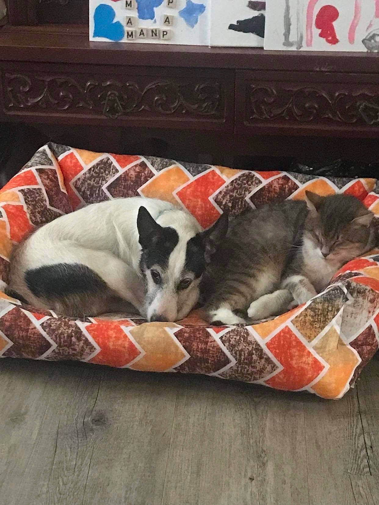 Jekko a rejoint le concours — aidez-le/la à gagner de superbes lots ! carnivore, cat, comfort, companion_dog, couch, dog, dog_breed, fawn, felidae, flooring, grey, hardwood, linens, living_room, picture_frame, small_to_medium_sized_cats, sporting_group, studio_couch, tail, wood