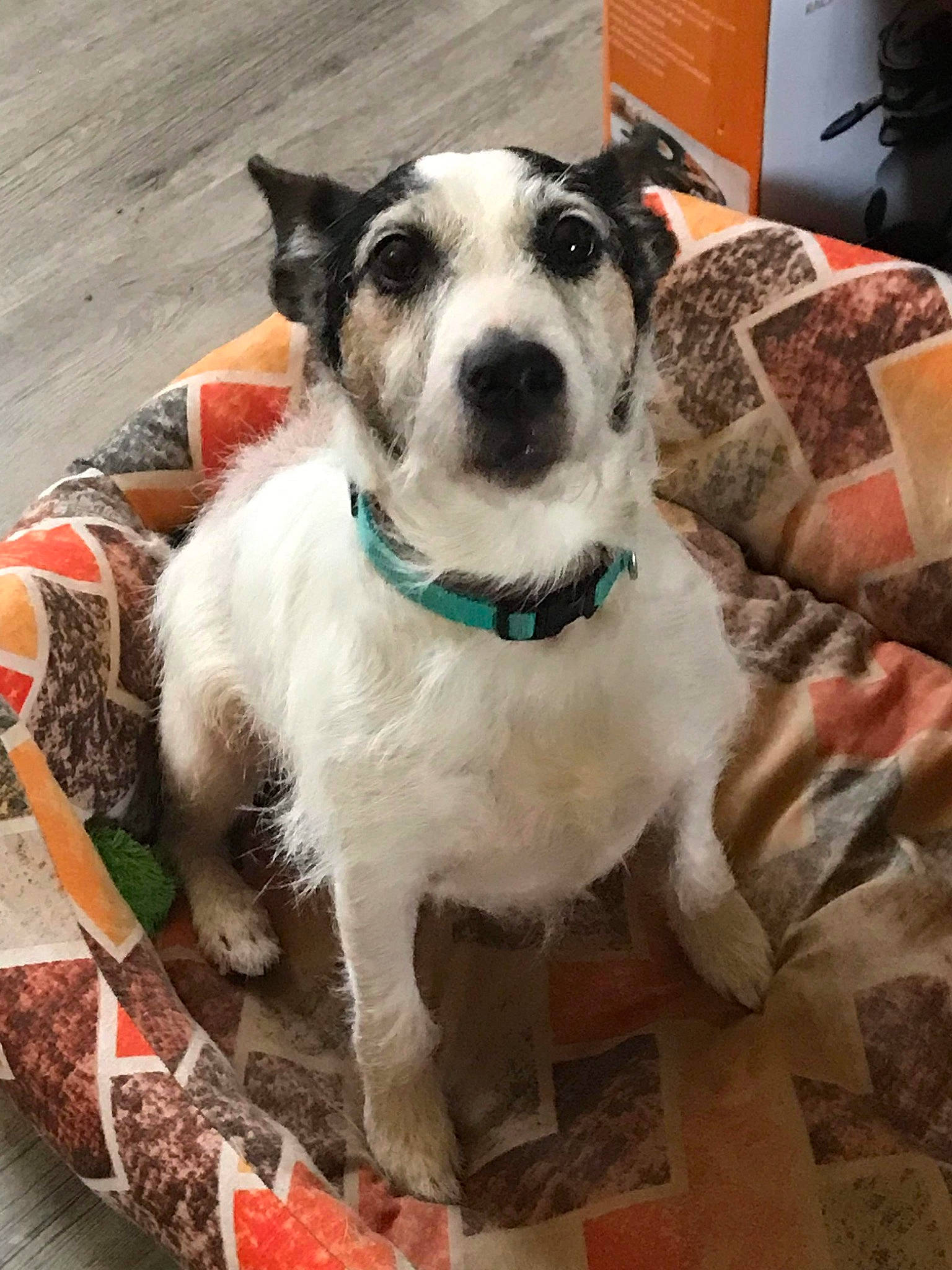 Jekko participe au concours pour gagner de l'argent avec cette photo : canidae, carnivore, collar, companion_dog, dog, dog_breed, dog_collar, dog_supply, eyewear, fashion_accessory, fawn, fur, leash, paw, pet_supply, plant, snout, sporting_group, whiskers, working_animal