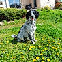 dog, canine, sitting, grass, dandelions, flowers, backyard, house, porch, window, happy, tongue_out, black_and_white, spotted_fur, pet, outdoors, lawn, shrubs, sunny, spring