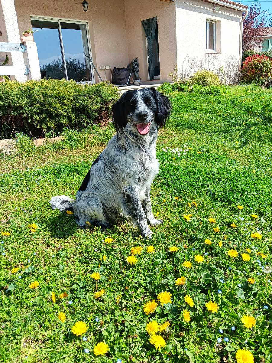Oslo participe au concours pour gagner de l'argent avec cette photo : dog, canine, sitting, grass, dandelions, flowers, backyard, house, porch, window, happy, tongue_out, black_and_white, spotted_fur, pet, outdoors, lawn, shrubs, sunny, spring