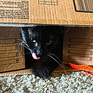 Huey is registered to the contest to win money with this photo: animal, architecture, blackcat, bodypart, box, building, canine, cardboard, carton, cat, hardwood, indoors, kitten, manx, mouth, outdoors, person, pet, shelter, wood