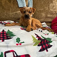 Sammy is registered to the contest to win money with this photo: puppy, dog, blanket, christmas_theme, plaid, red_truck, green_tree, brown_couch, scarf, cozy, indoor, pet, animal, cute, relaxed, fur, small_dog, holiday, decor, resting