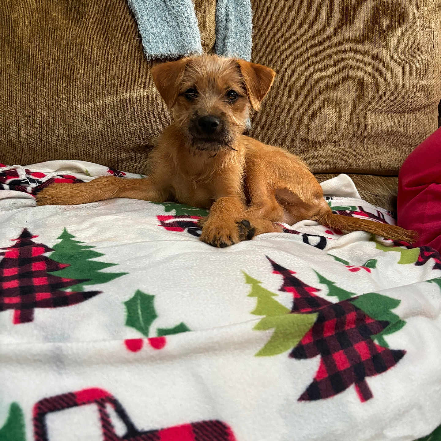 Sammy is registered to the contest to win money with this photo: puppy, dog, blanket, christmas_theme, plaid, red_truck, green_tree, brown_couch, scarf, cozy, indoor, pet, animal, cute, relaxed, fur, small_dog, holiday, decor, resting