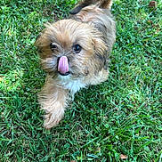 Simon is registered to the contest to win money with this photo: dog, puppy, grass, outdoor, pet, animal, tongue, cute, fur, walking, small_dog, nature, greenery, playful, adorable, young_dog, mammal, canine, fluffy, active