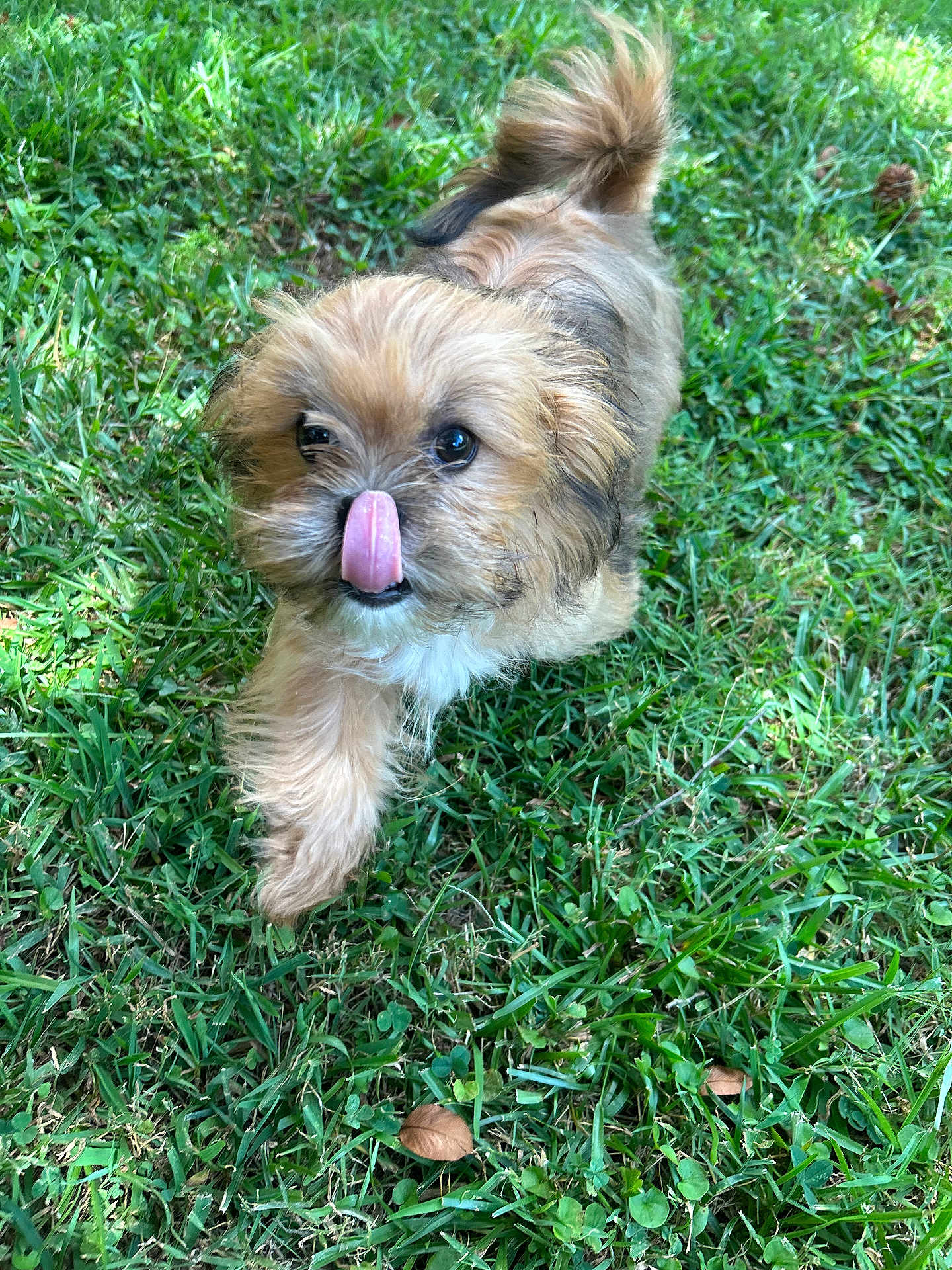 Simon is registered to the contest to win money with this photo: dog, puppy, grass, outdoor, pet, animal, tongue, cute, fur, walking, small_dog, nature, greenery, playful, adorable, young_dog, mammal, canine, fluffy, active