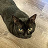 Starry is registered to the contest to win money with this photo: cat, black_cat, pet, animal, indoor, wooden_floor, fur, whiskers, ears, eyes, looking_up, curious, cute, domestic_cat, mammal, flooring, closeup, portrait, feline, quiet