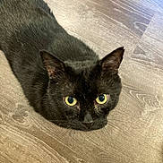 cat, black_cat, pet, animal, indoor, wooden_floor, fur, whiskers, ears, eyes, looking_up, curious, cute, domestic_cat, mammal, flooring, closeup, portrait, feline, quiet