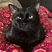 Starry joined the competition — help win amazing prizes! black_cat, cat, pet, animal, indoor, blanket, floral_pattern, cozy, feline, resting, closeup, cute, domestic_cat, whiskers, fur, eyes, relaxed, portrait, comfort, soft_fabric